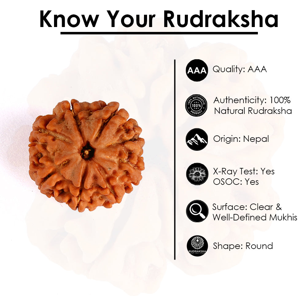 8 Mukhi Rudraksha (Regular)