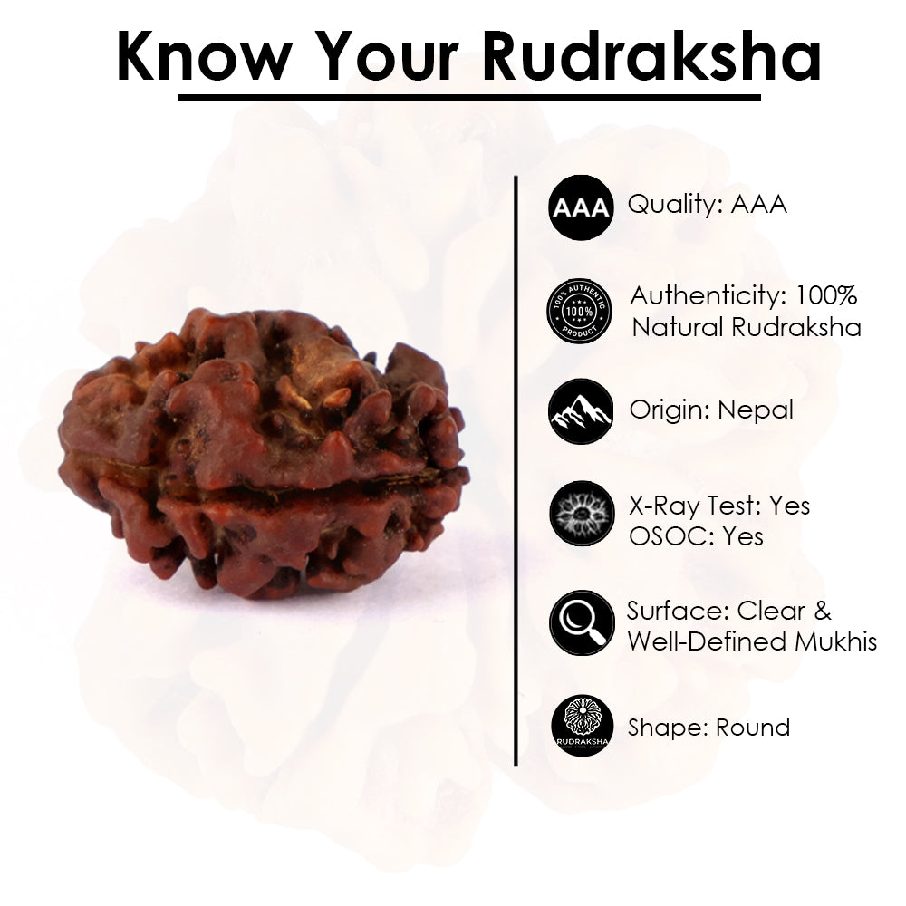 2 Mukhi Rudraksha (17.73mm)