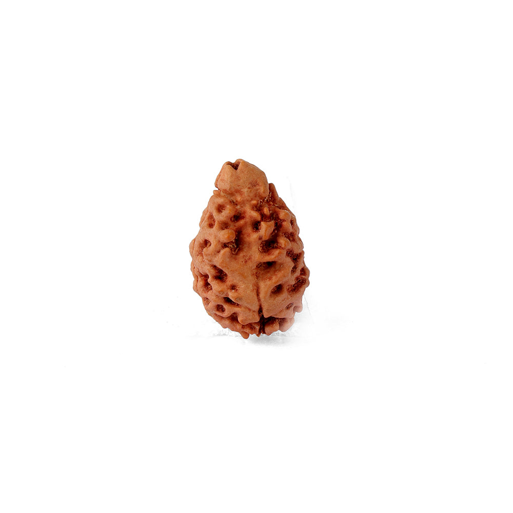 2 Mukhi Rudraksha (21.32mm)