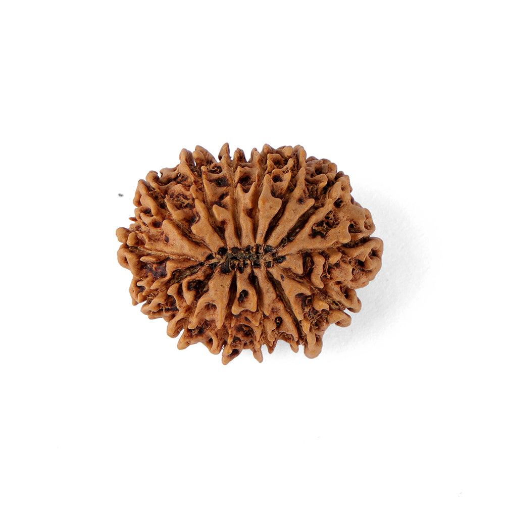 14 Mukhi Rudraksha (27.56mm)