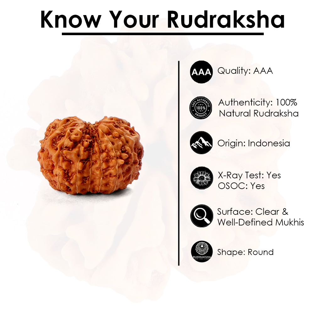 14 Mukhi Rudraksha