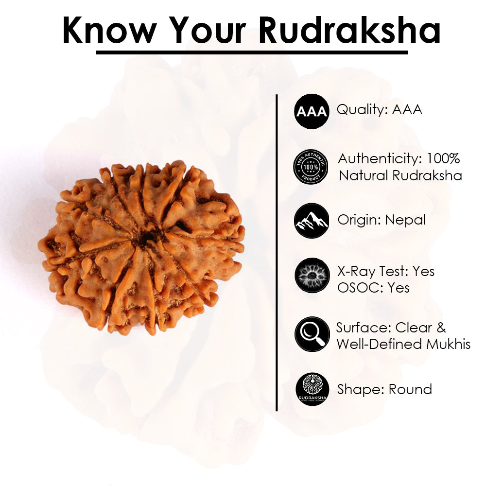 9 Mukhi Rudraksha (Regular)