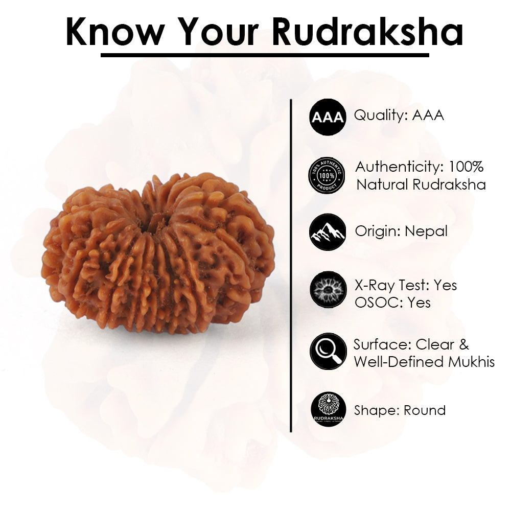 15 Mukhi Rudraksha (26.08mm)