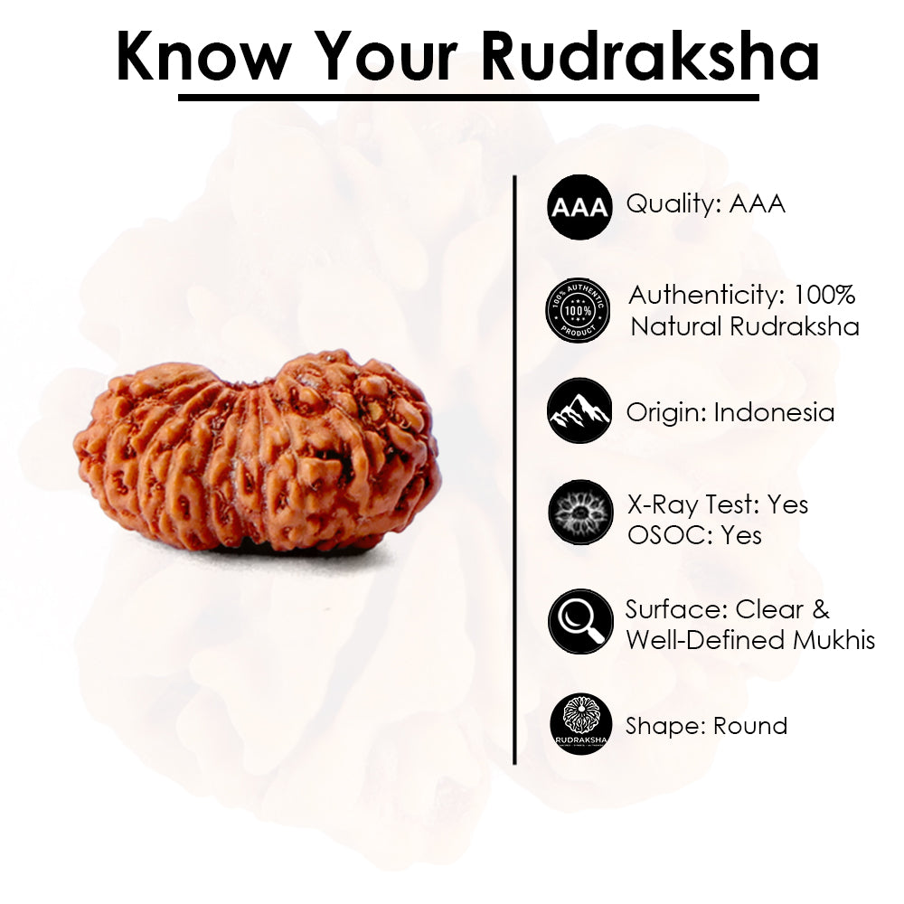 19 Mukhi Rudraksha