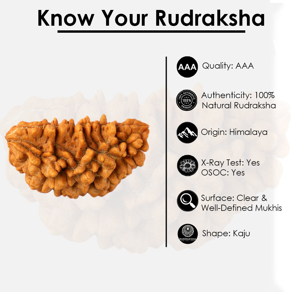 1 Mukhi Rudraksha (Half Moon)