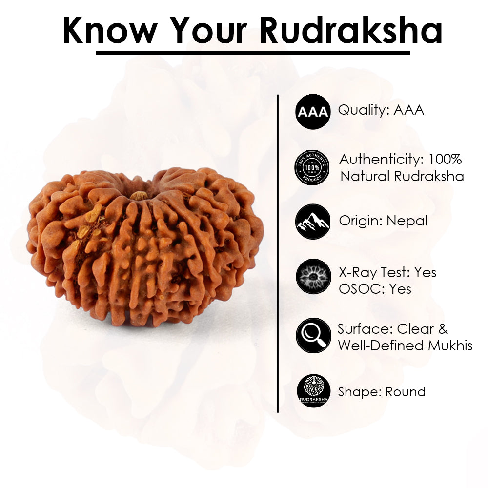 15 Mukhi Rudraksha (24.07mm)