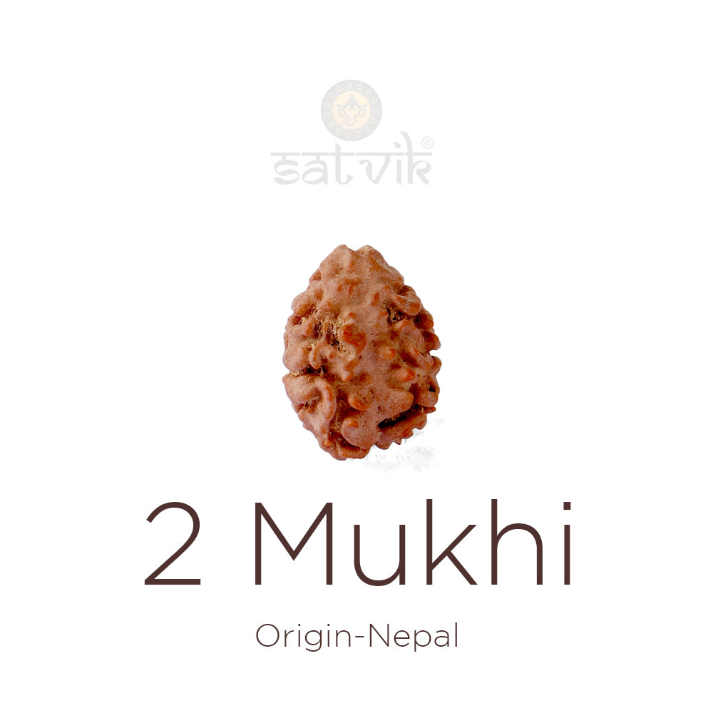 2 Mukhi Rudraksha (17.50mm)