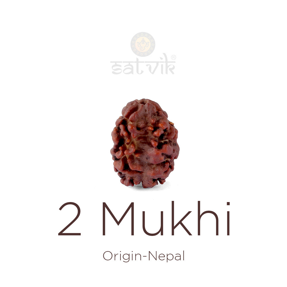 2 Mukhi Rudraksha (17.73mm)