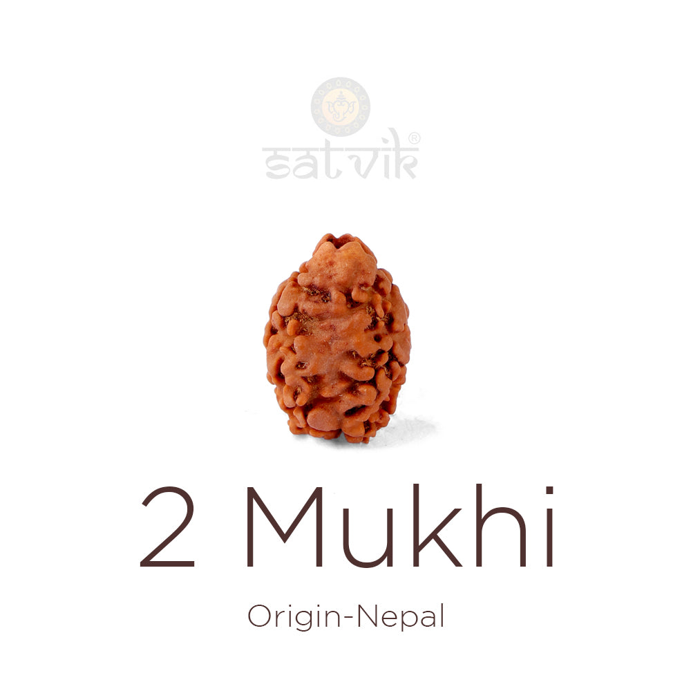 2 Mukhi Rudraksha (18.64mm)