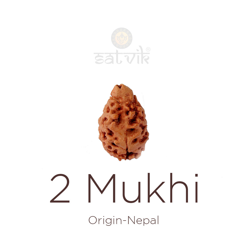 2 Mukhi Rudraksha (21.32mm)