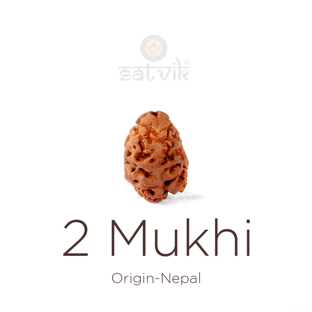 2 Mukhi Rudraksha bead natural Nepali 21.41mm two face Rudraksha. Indiaβs Premium Rudraksha Beads Brand - www.satvikstore.in