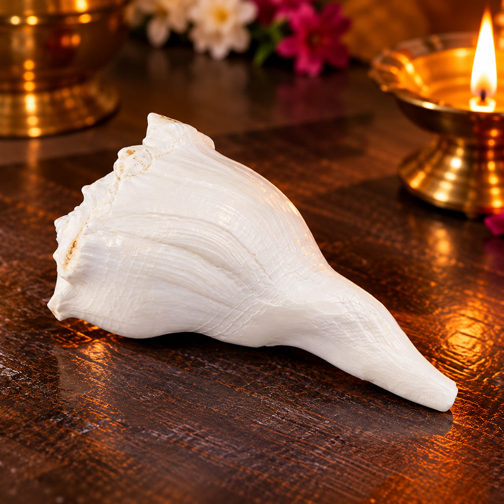Authentic 14.9 Cm Dakshinavarti Shankh Conch Shell