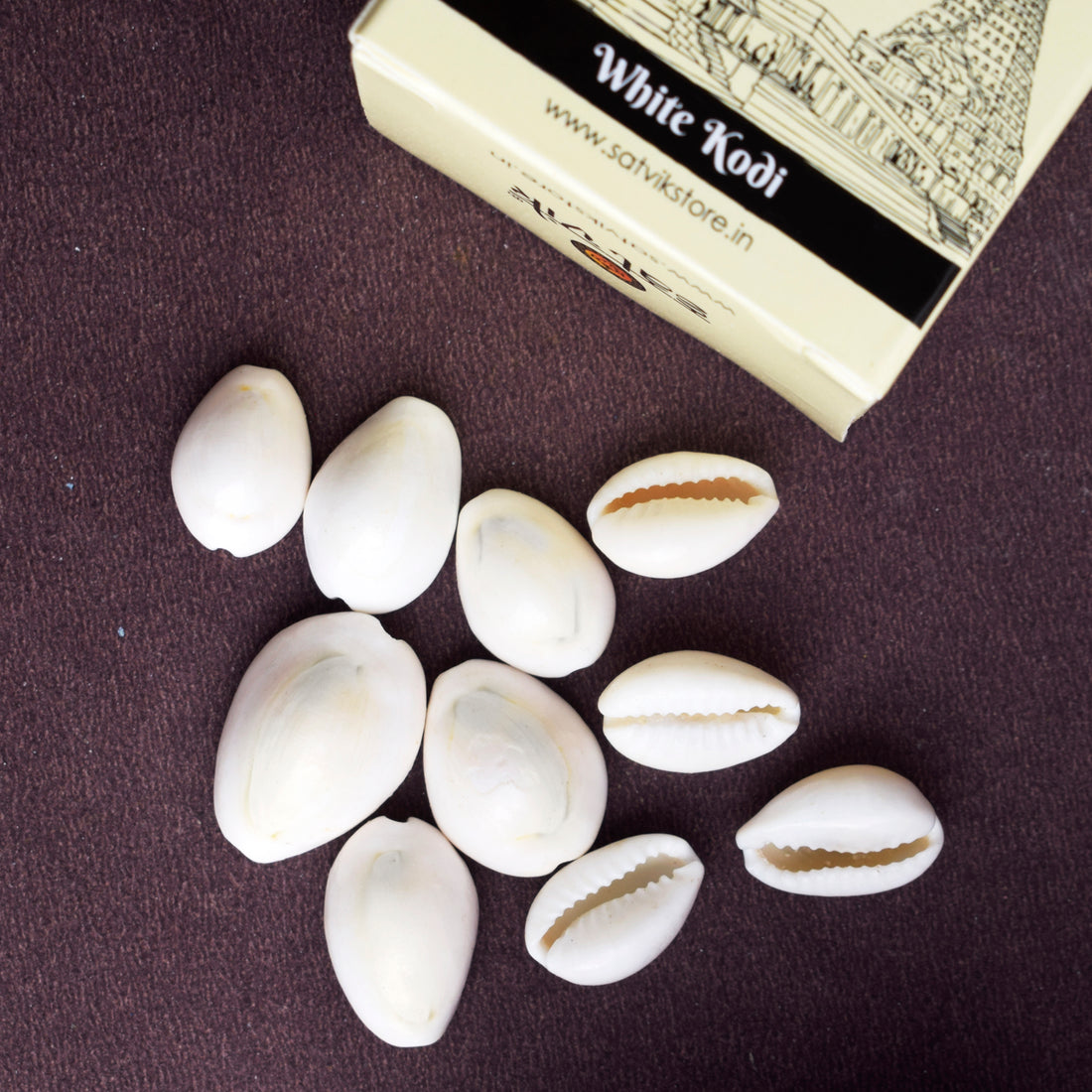 White Kodi for Pooja (11 Pc) – Sacred Cowrie Shells for Daily Pooja Needs