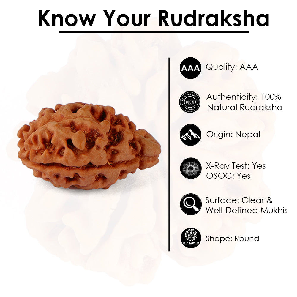 2 Mukhi Rudraksha (21.32mm)