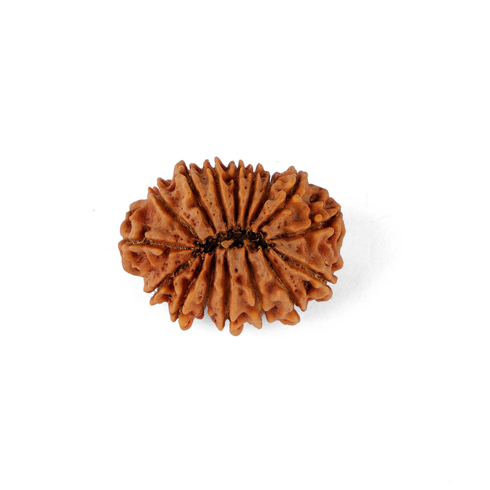 16 Mukhi Rudraksha (28.44mm)