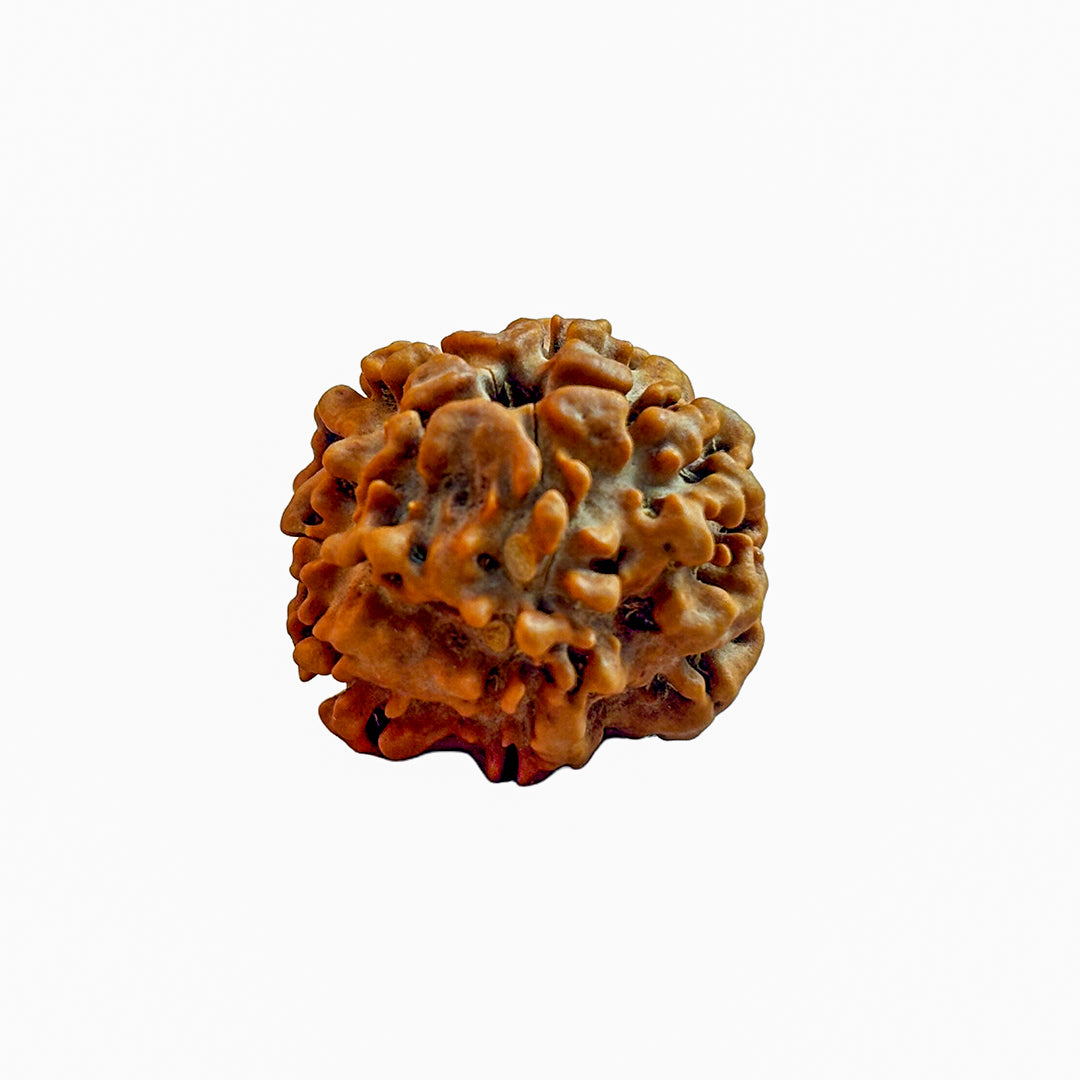 Nirakar Rudraksha Bead (Regular)