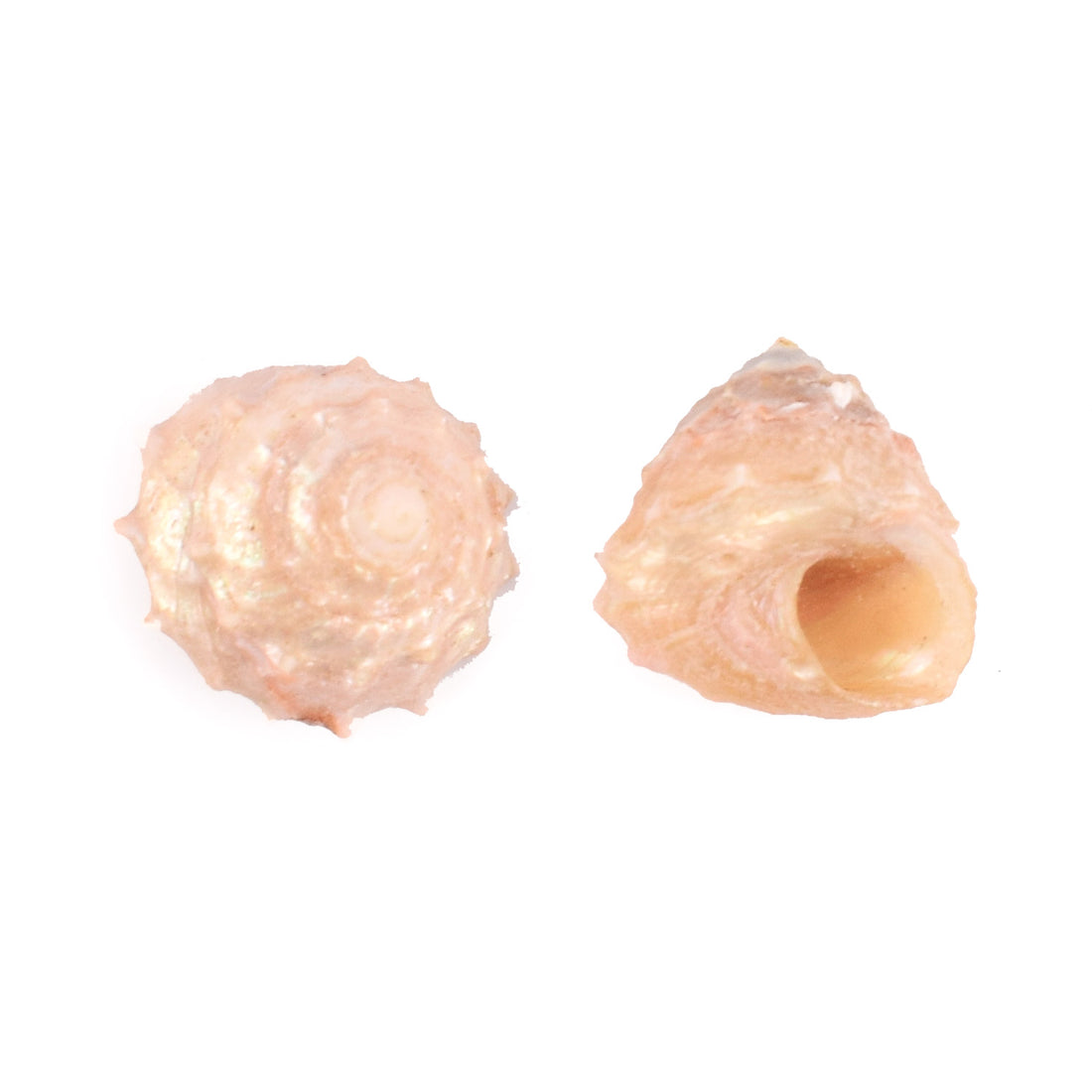 Regular Pearl Shree Laxmi Shankh Pack of 11 (Assorted)