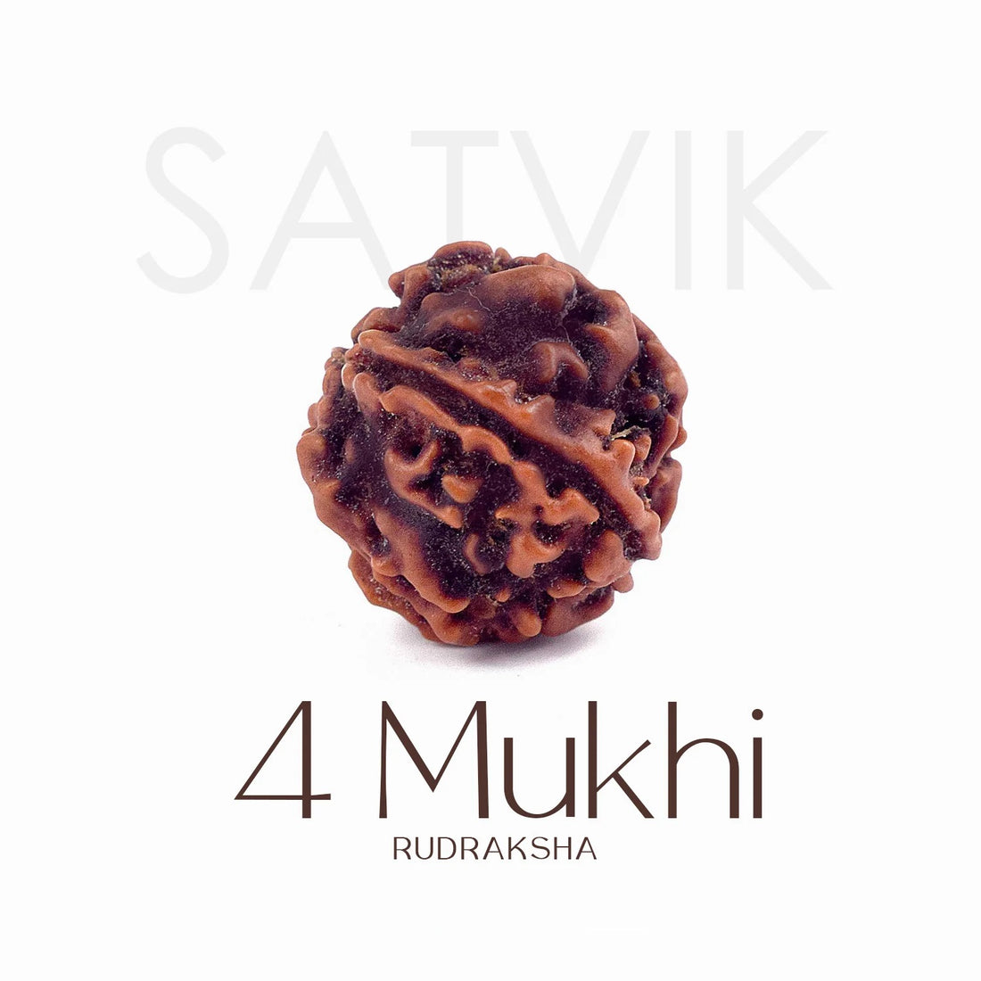 4 Mukhi Rudraksha bead natural Nepali regular four face Rudraksha. Indiaβs Premium Rudraksha Beads Brand - www.satvikstore.in