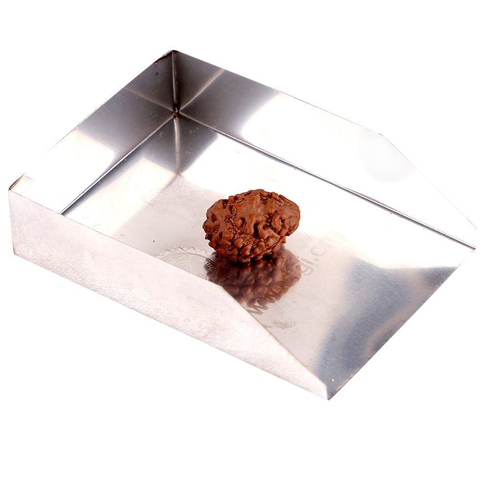 2 Mukhi Rudraksha (18.51mm)