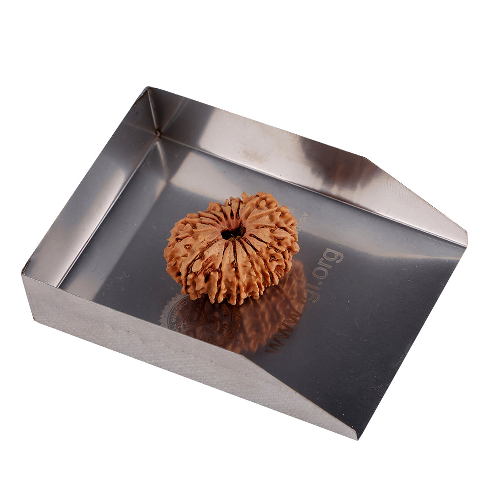 16 Mukhi Rudraksha (27.88mm)