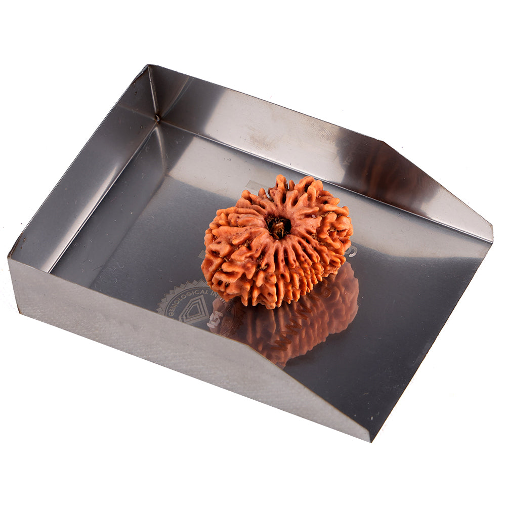 16 Mukhi Rudraksha (28.44mm)