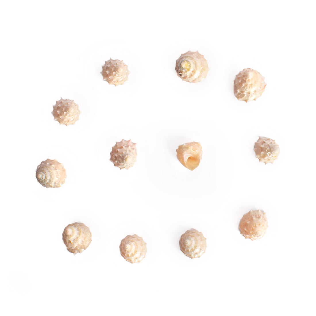 Regular Pearl Shree Laxmi Shankh Pack of 11 (Assorted)