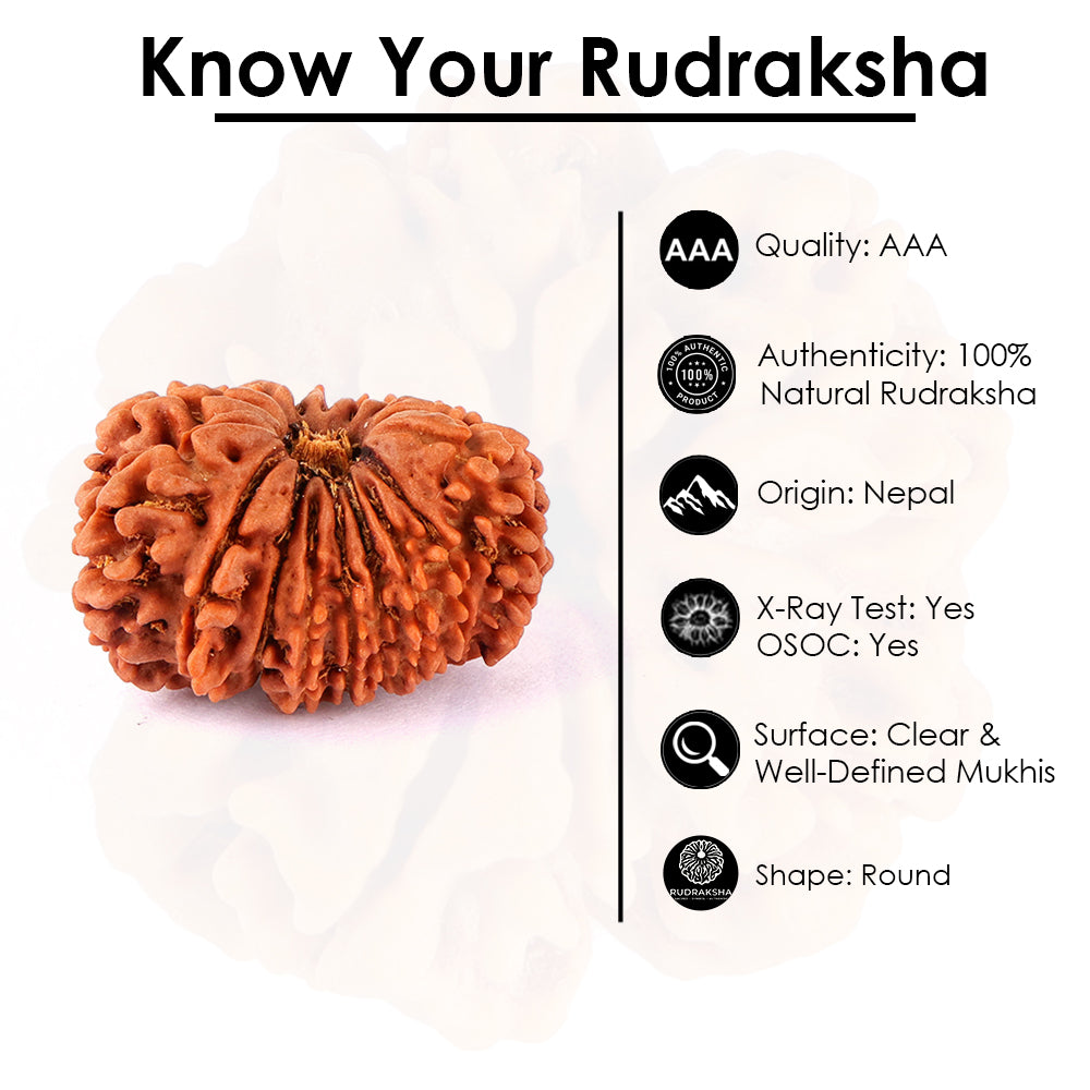 16 Mukhi Rudraksha (29.22mm)