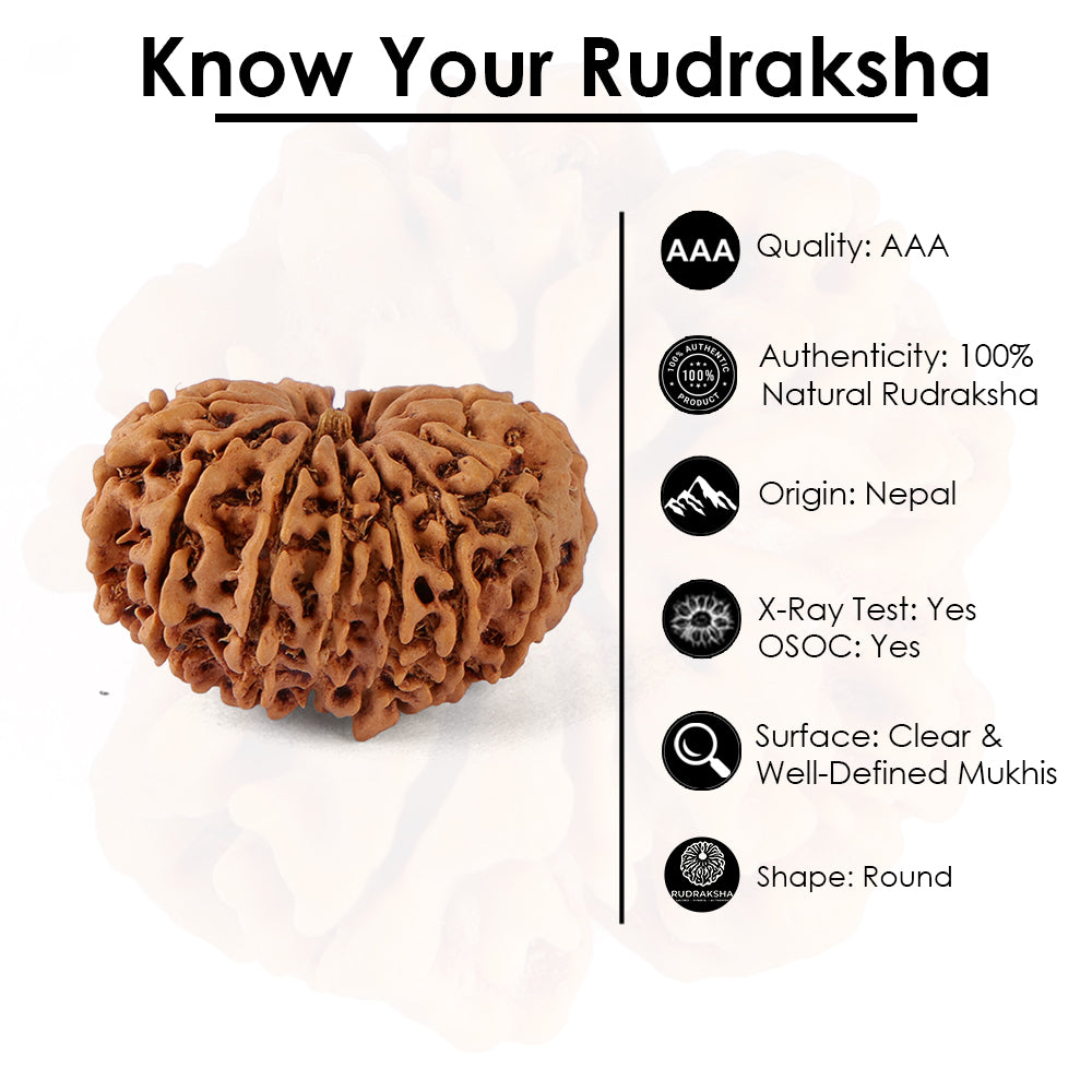 14 Mukhi Rudraksha (27.24mm)