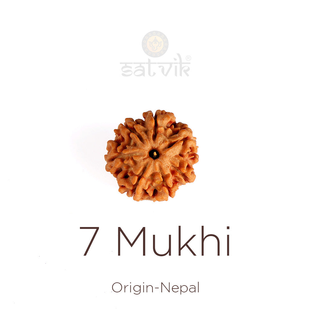 7 Mukhi Rudraksha Nepali regular | Indiaβs Premium Rudraksha Beads Brand - www.satvikstore.in