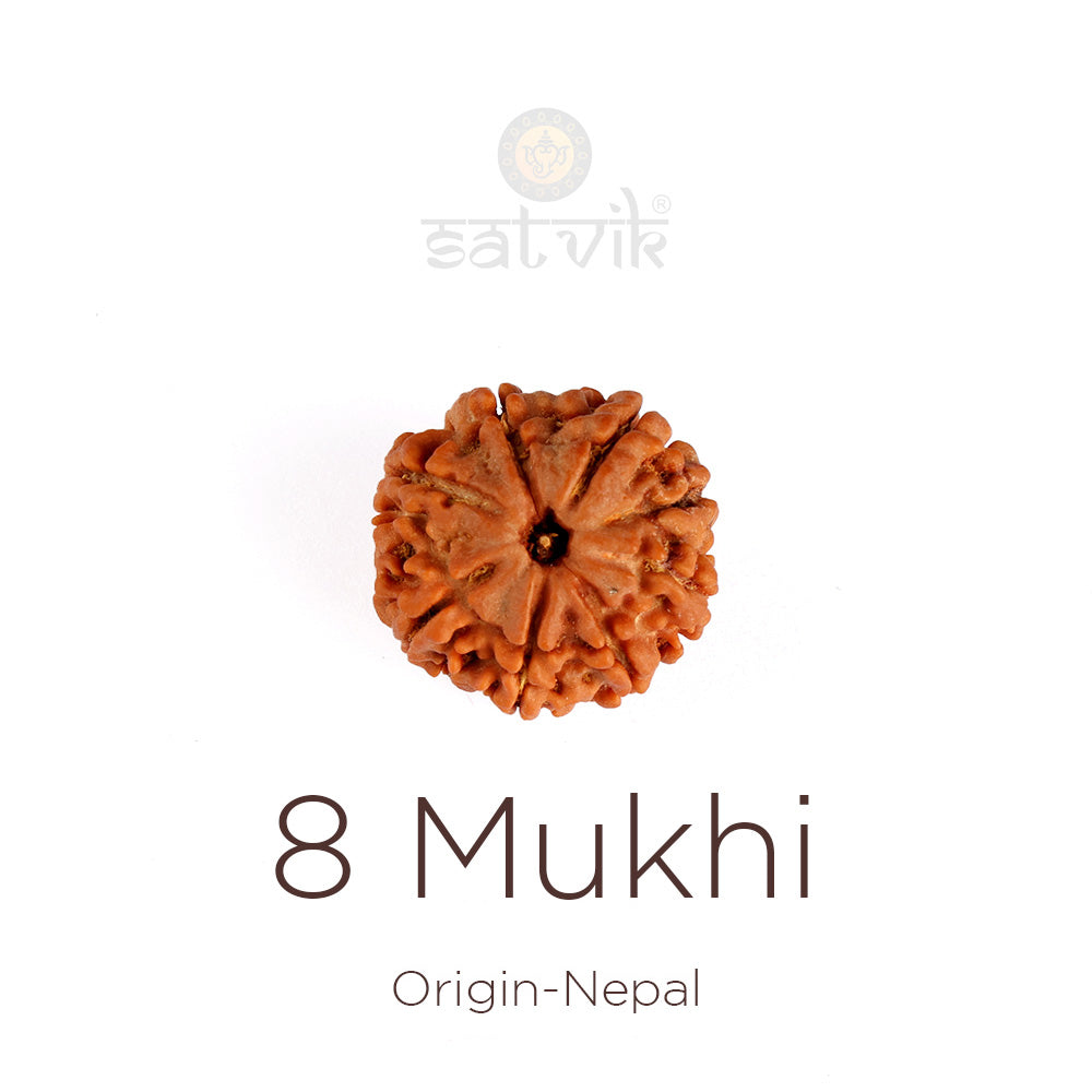 8 Mukhi Rudraksha (Super Collector)