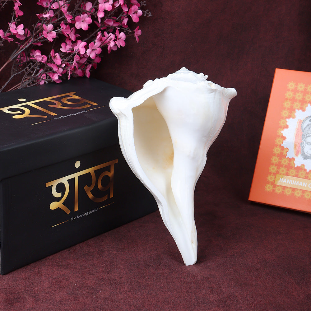 8 inch natural Dakshinavarti Valampuri Shankh sacred right-hand conch shell for pooja. India’s Largest Pooja Accessories Brand – www.satvikstore.in
