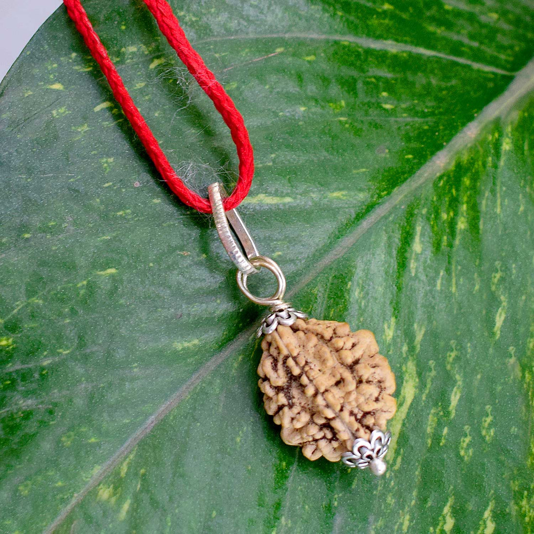 Certified 2 Mukhi Rudraksha Pendant