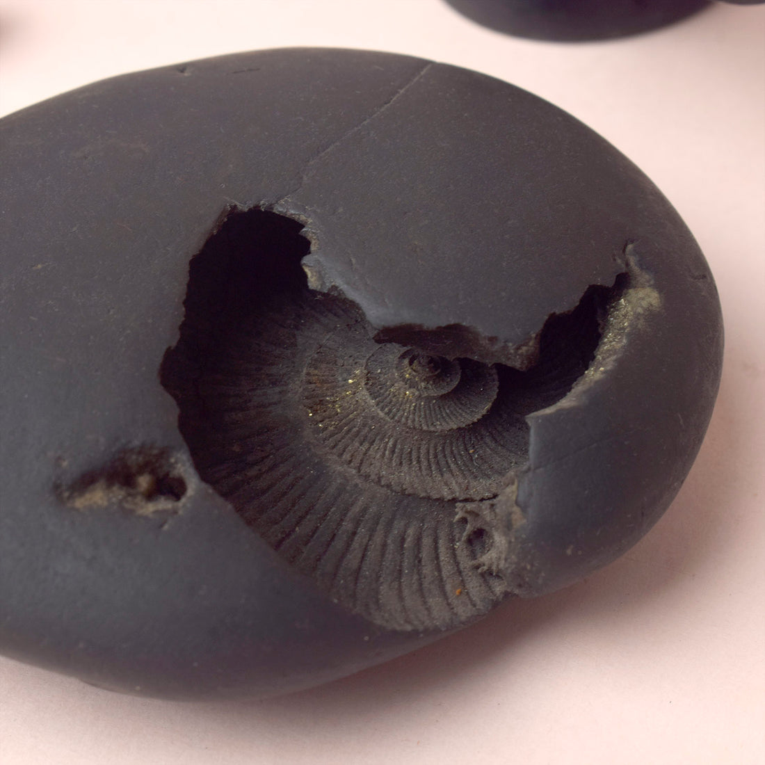 Original Kali Gandaki Vishnu Shaligram from Nepal River