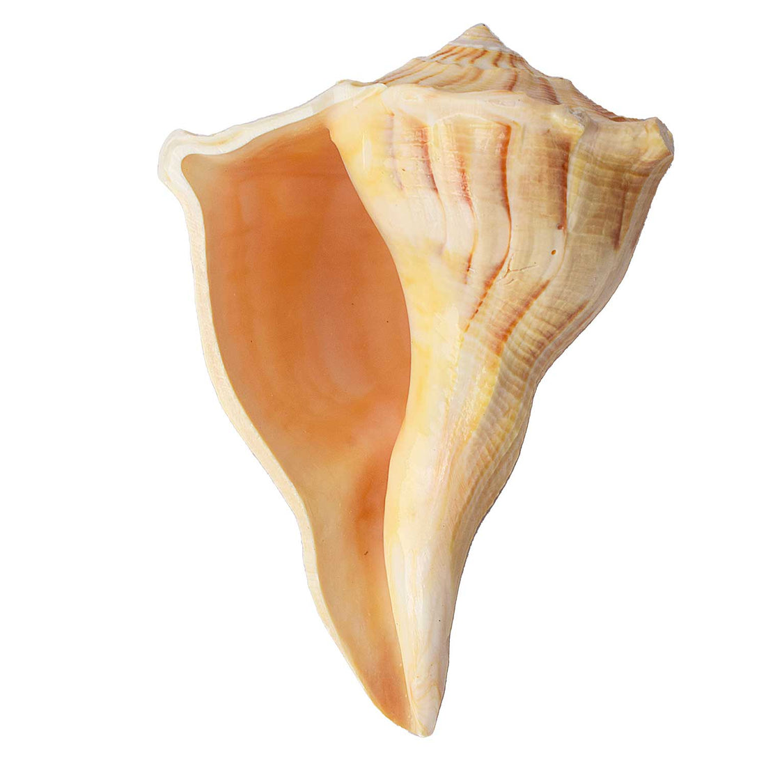 Natural Dakshinavarti Shankh (Conch) for Lakshmi Blessings โ 12-13 cm
