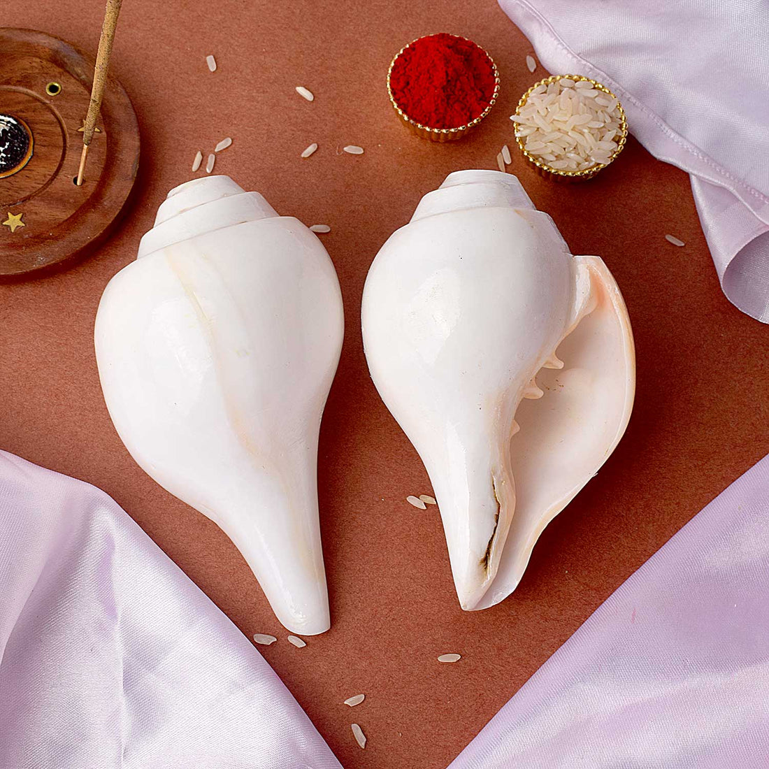 Natural 100% Original Vamavarti Shankha 12 cm