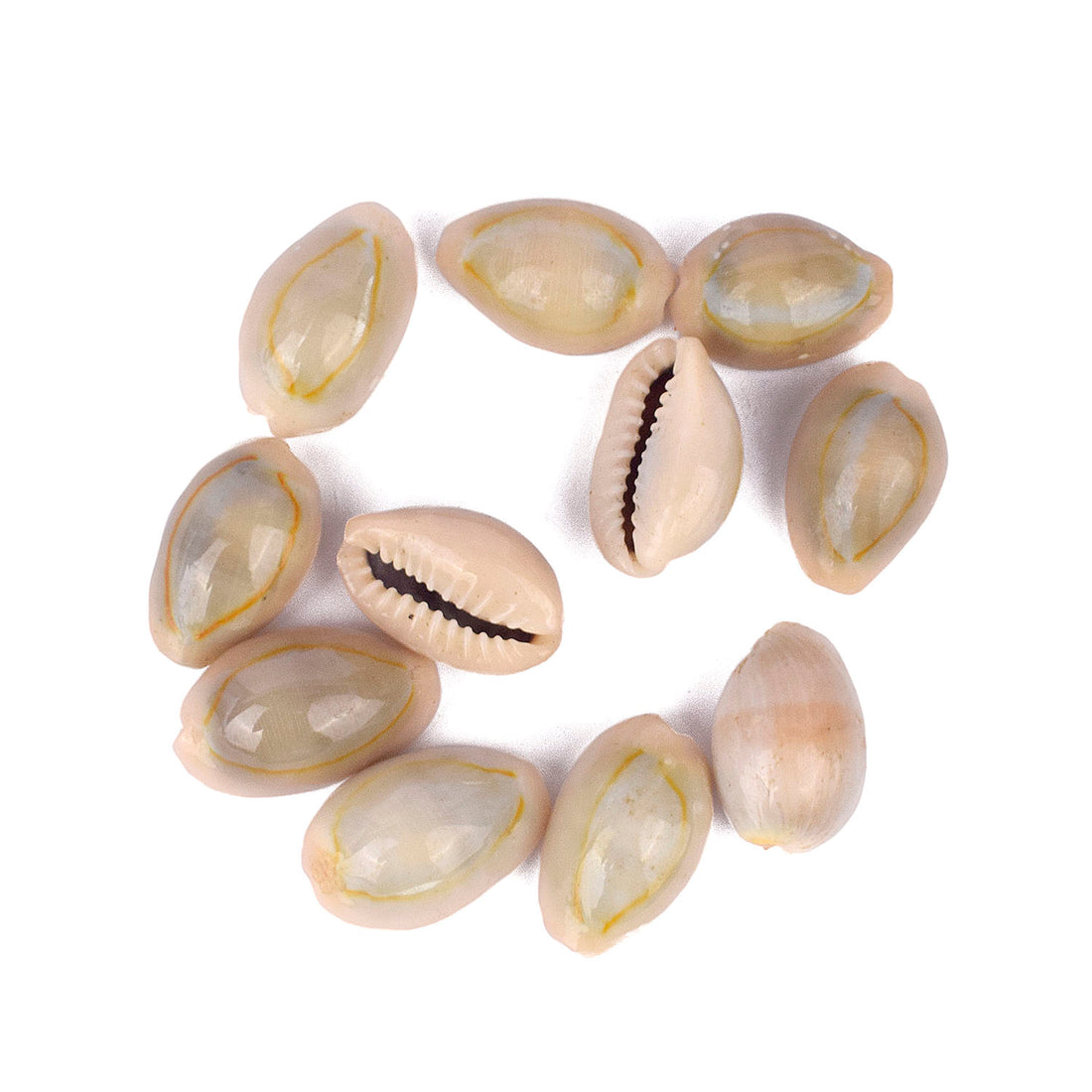 Natural Kodi for Pooja (11 Pc) – Top Quality Cowrie Shells