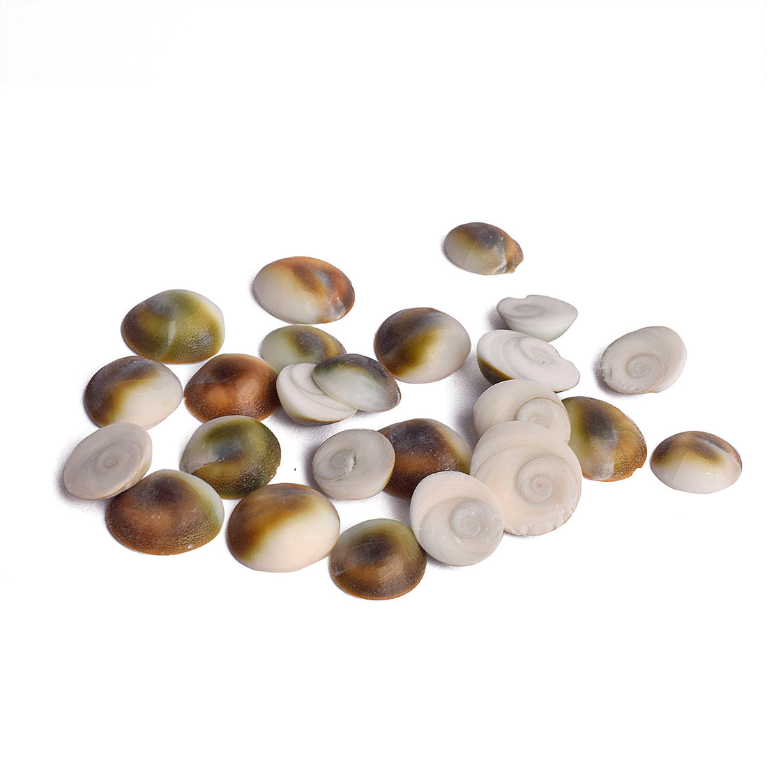 Gomti Chakra 51 Pcs