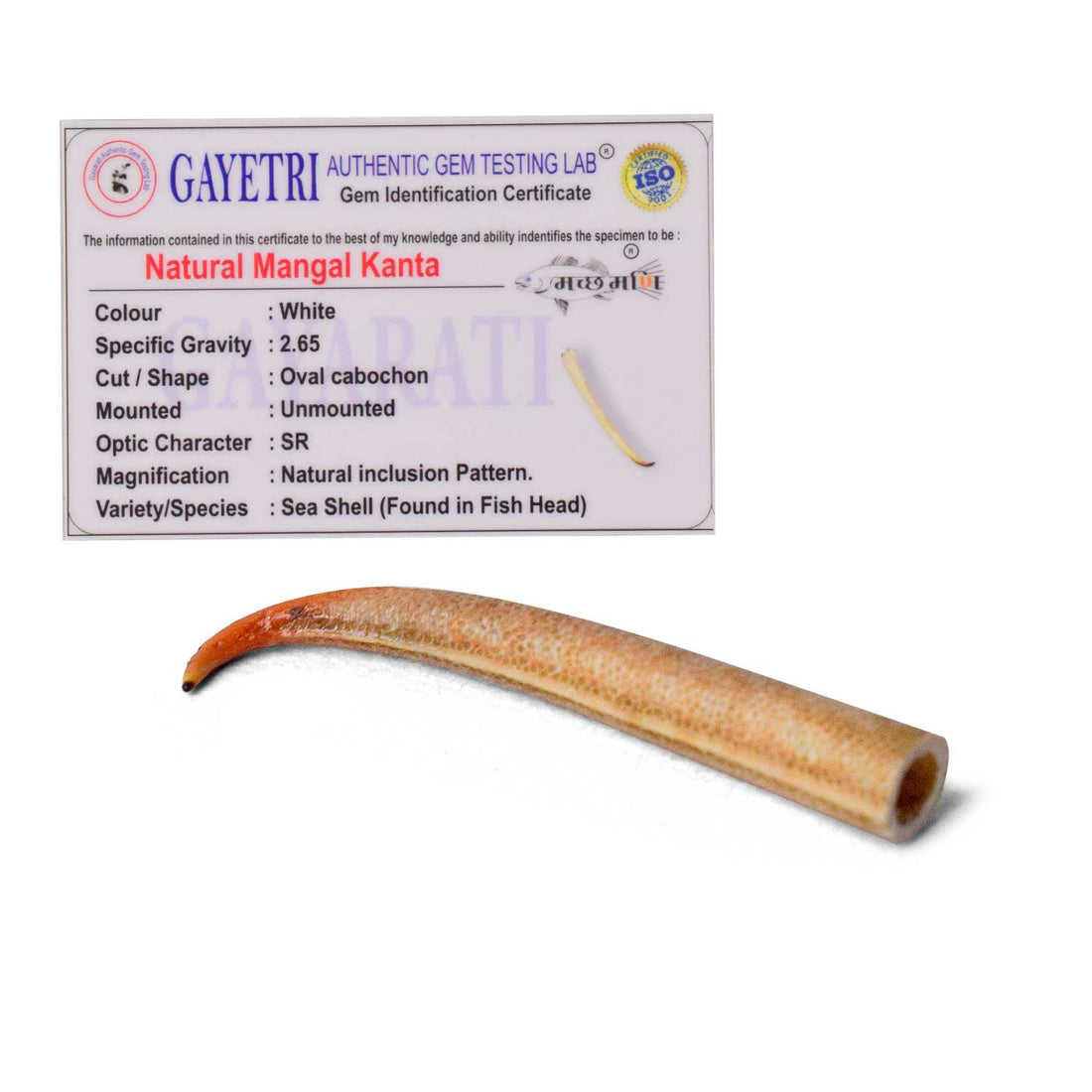 Certified Mangal Mani (Mangal Kata Small) in Polished Finish for Planet Mars Remedies