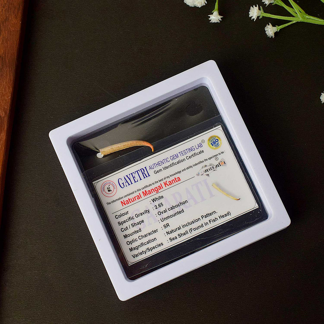 Certified Mangal Mani (Mangal Kata Small) in Polished Finish for Planet Mars Remedies