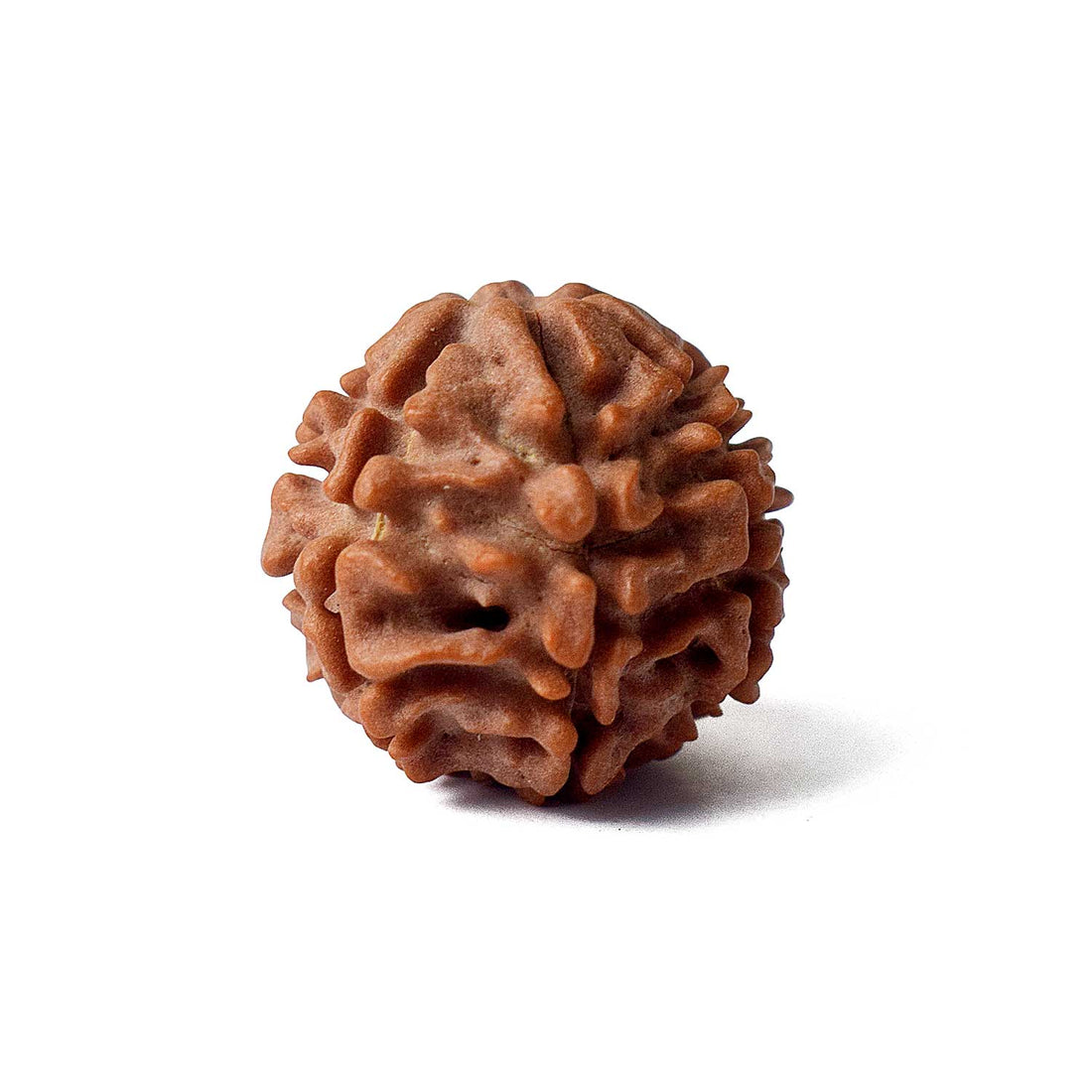 Certified 7 Mukhi Natural Rudraksha Bead (Indonesia)