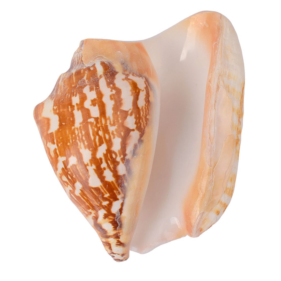 Tiger Shell Shankh (Tricornis) – Symbol of Strength, Protection & Spiritual Purity