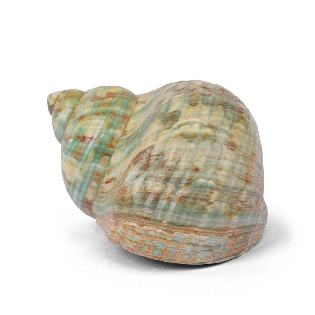 9cm Natural Green Turbo Shell (Turbo marmoratus) – Peace & Prosperity