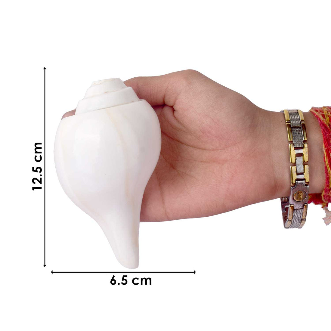 Natural 100% Original Vamavarti Shankha 12 cm