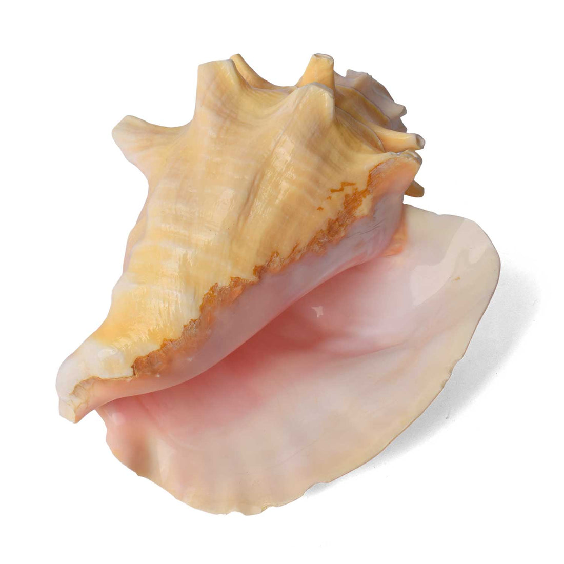 19cm Dakshinavarti Annapurna Shankh (Conch Shell) – For Abundance, Vastu & Blessings