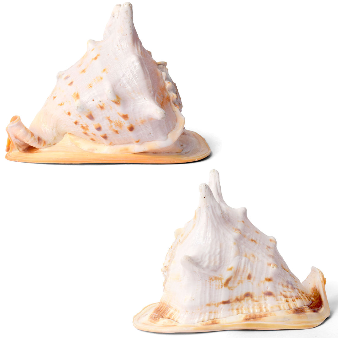Gomukhi Shankha (Queen Helmet) – Divine Aura for Serenity, Strength & Spiritual Grace
