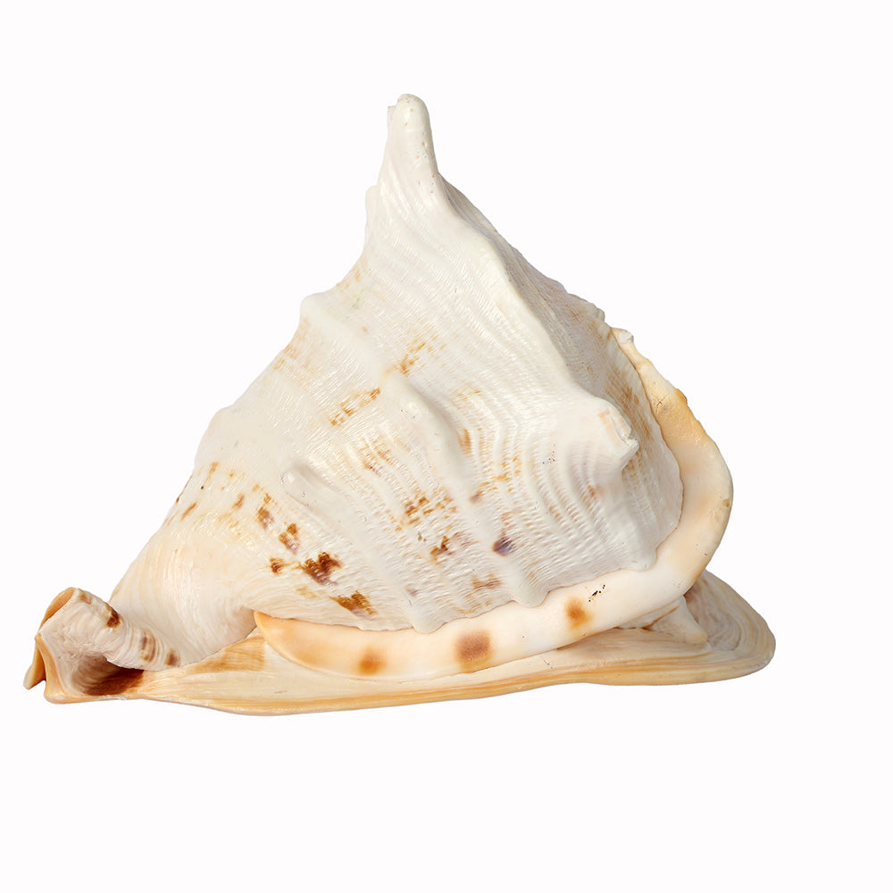 Gomukhi Shankha (Queen Helmet) – Divine Aura for Serenity, Strength & Spiritual Grace