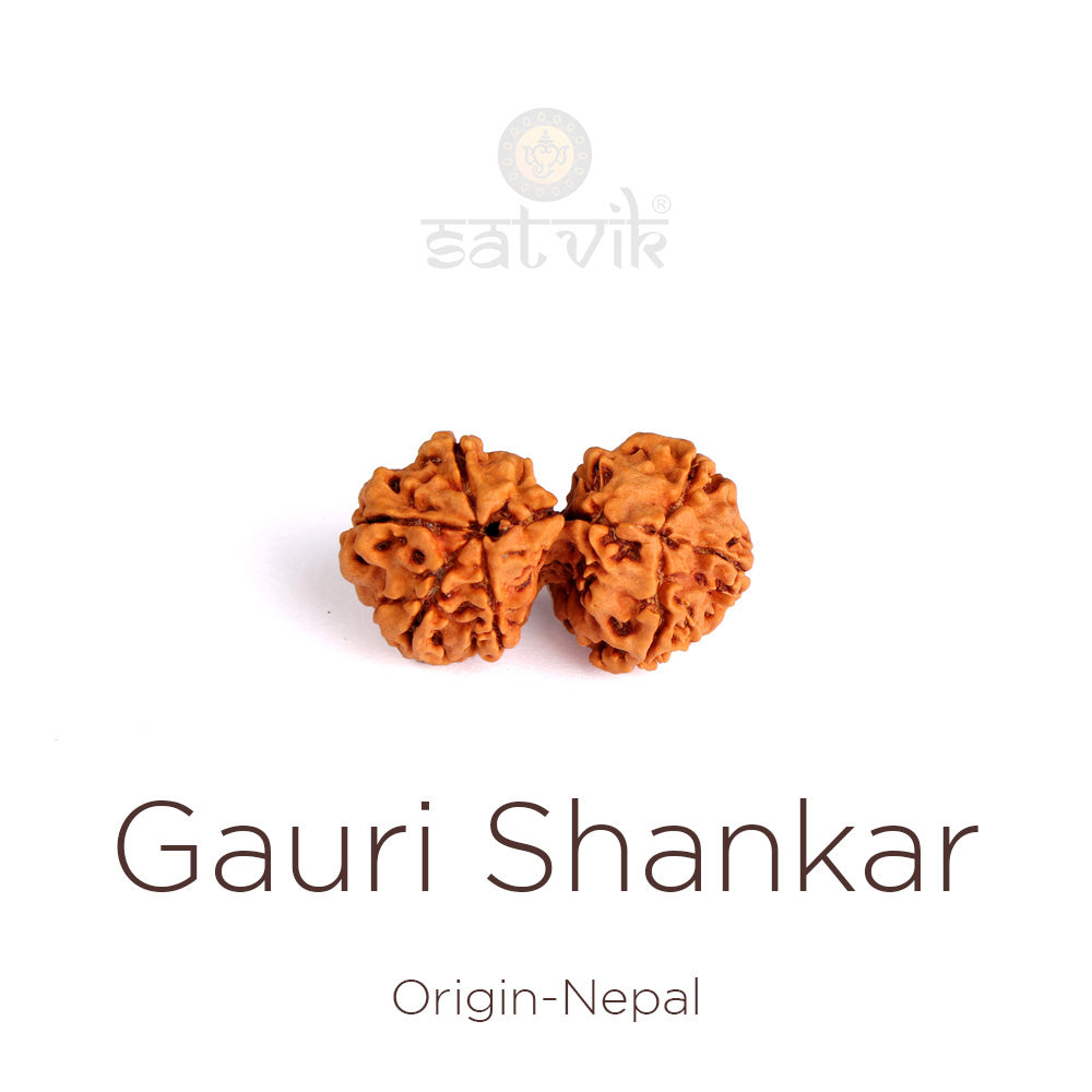 9 Mukhi Gauri Shanker Rudraksha (Regular)