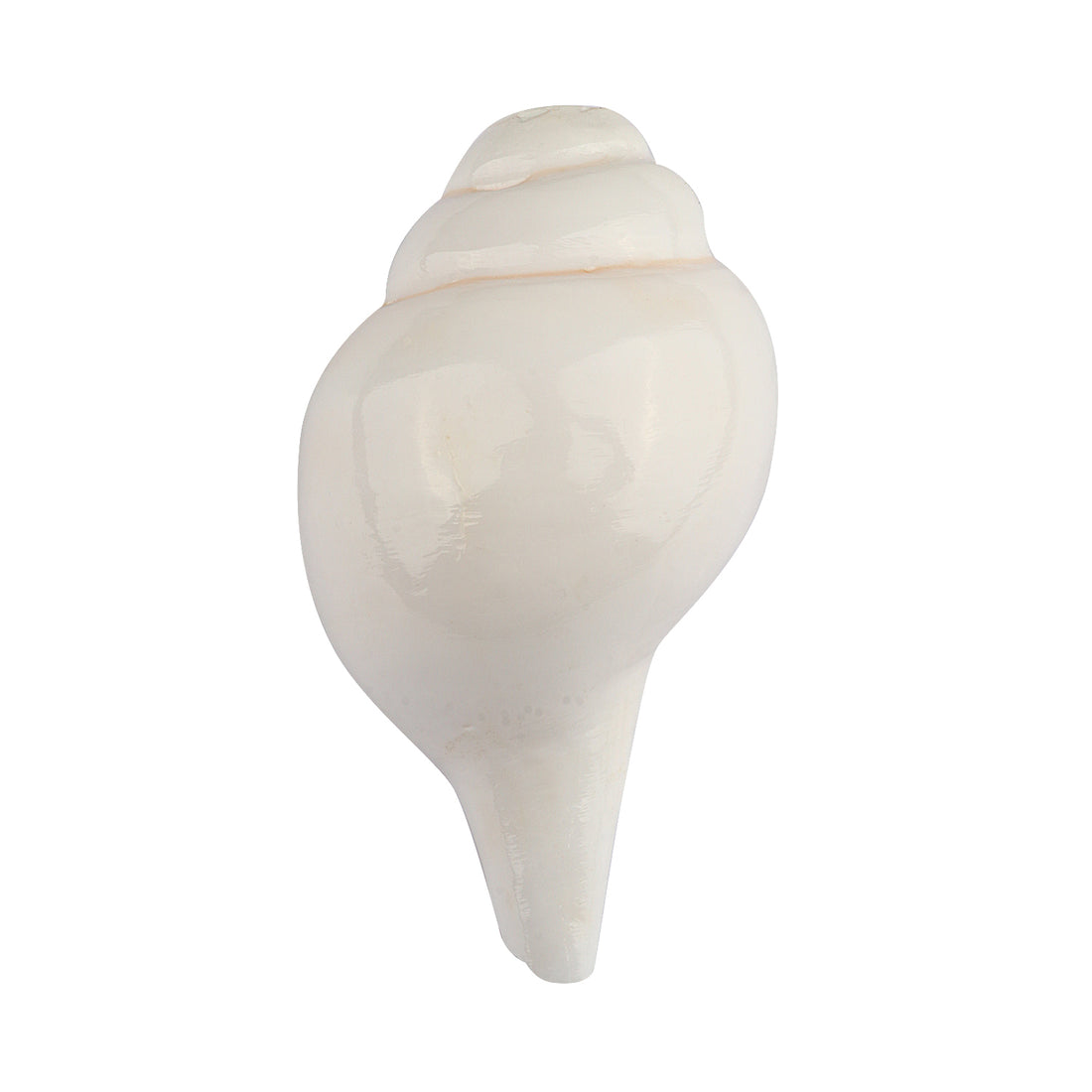 Mini Vamavarti Shankha (Conch Shell) Natural Blowing Shankh