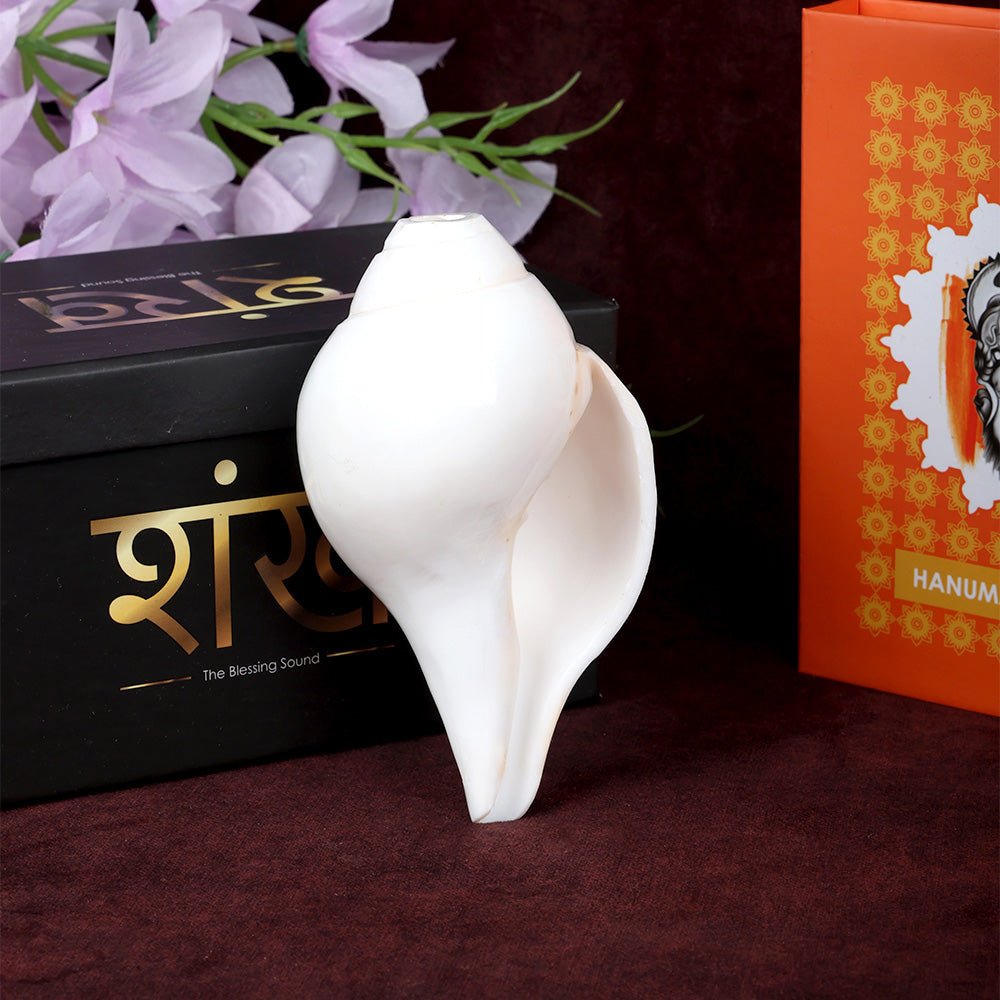 Natural 100% Original Vamavarti Shankha 5 Inch Blowing Conch for Pooja. India’s Largest Pooja Accessories Brand - www.satvikstore.in