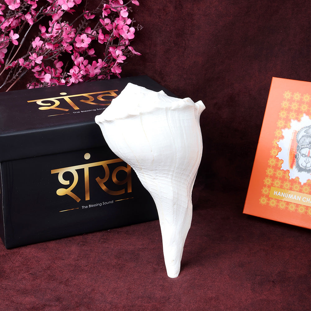 Natural Dakshinavarti Valampuri Shankh 19cm sacred right-handed conch shell for puja and spiritual rituals. India’s Largest Pooja Accessories Brand – www.satvikstore.in